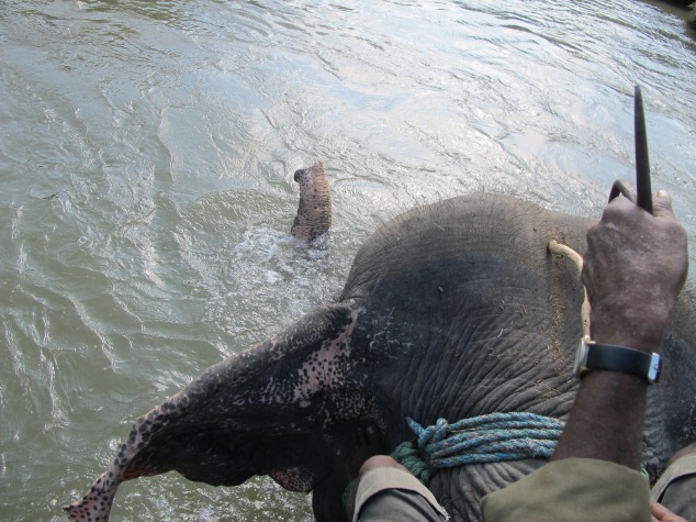 Riding the elephant through the river