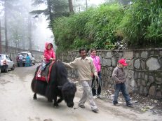 Riding a yak